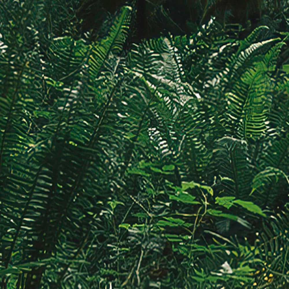Komar Fototapete »Digitaldruck Vlies - Hall of Mosses - Grösse 400 x 250 cm«, bedruckt, Wohnzimmer, Schlafzimmer