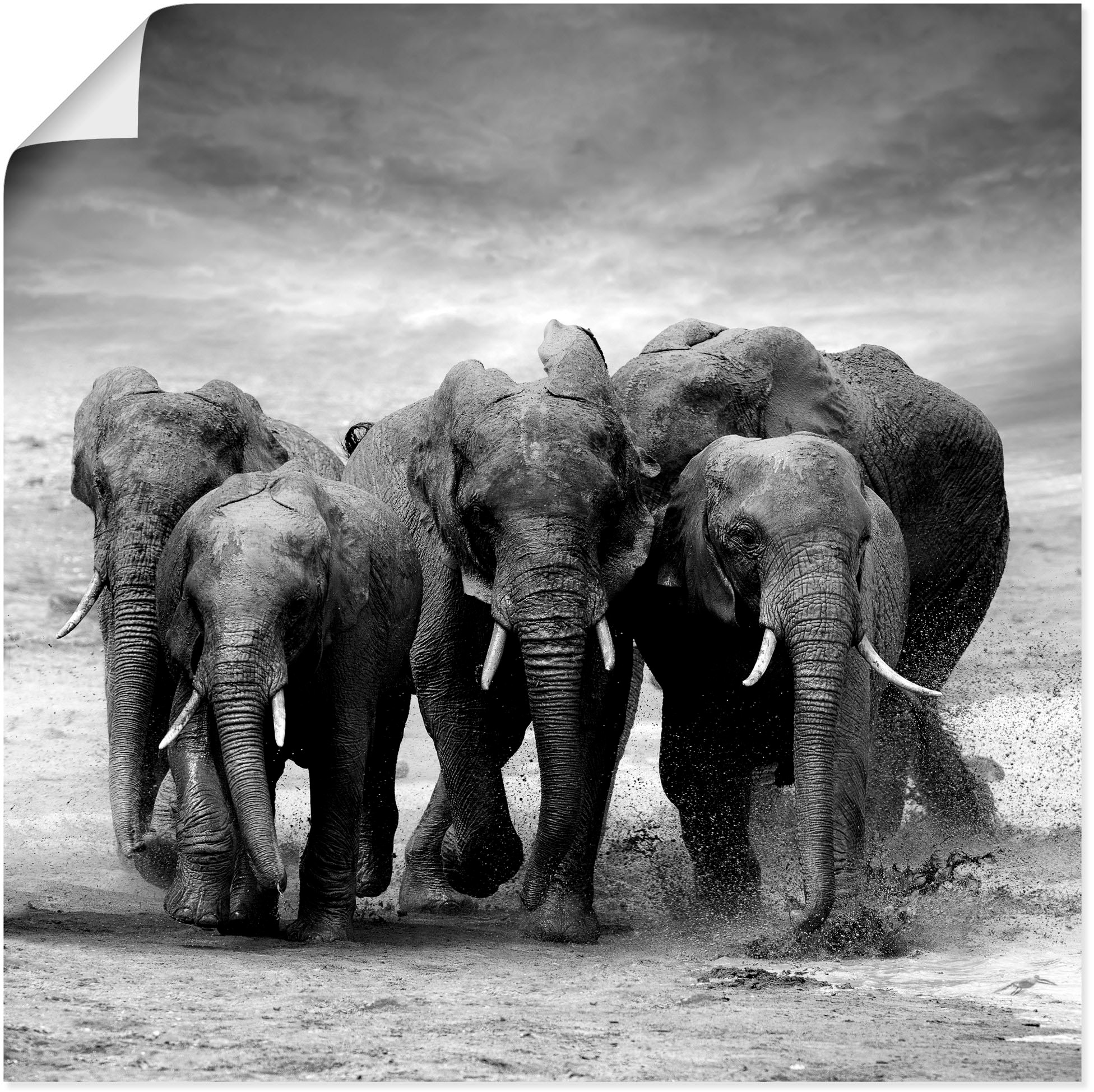 Artland Wandbild "Elefanten" Wildtiere 1 Stk. tlg. als Leinwandbild, Poster in verschied. Grössen
