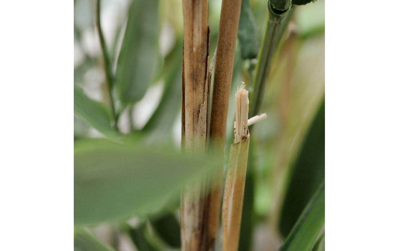 Botanic-Haus Kunstblume »Bambus Japanisch UV-Bestand.«