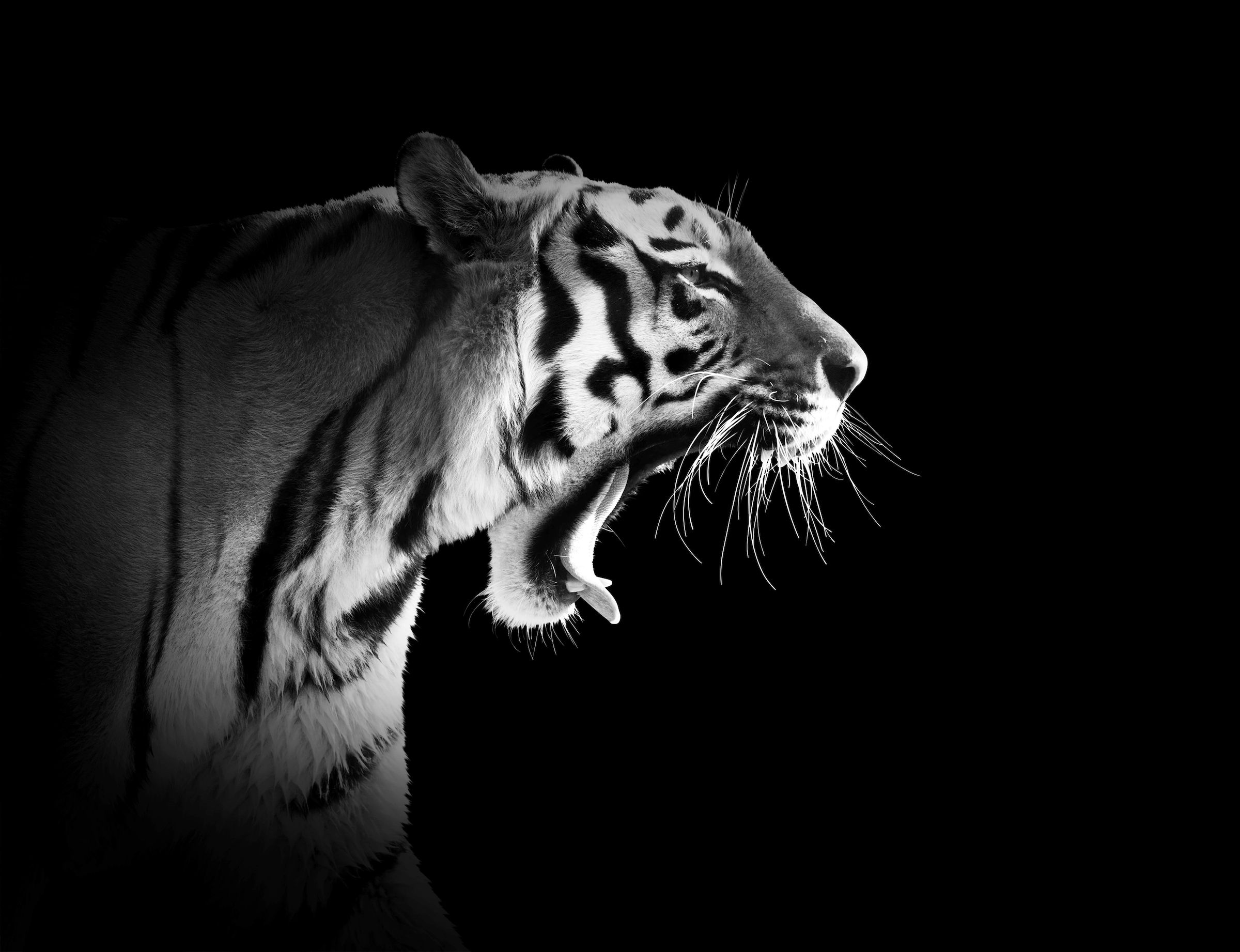 Papermoon Fototapete "Tiger Schwarz & Weiß"