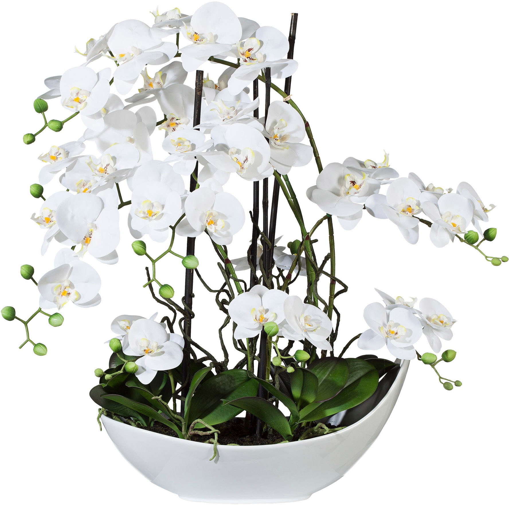 Creativ green Kunstpflanze »Orchidee« online | kaufen Jelmoli-Versand