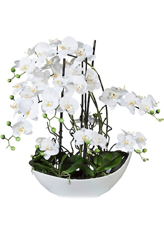 Kunstorchidee »Phalaenopsisarrangement, 68cm weiss«