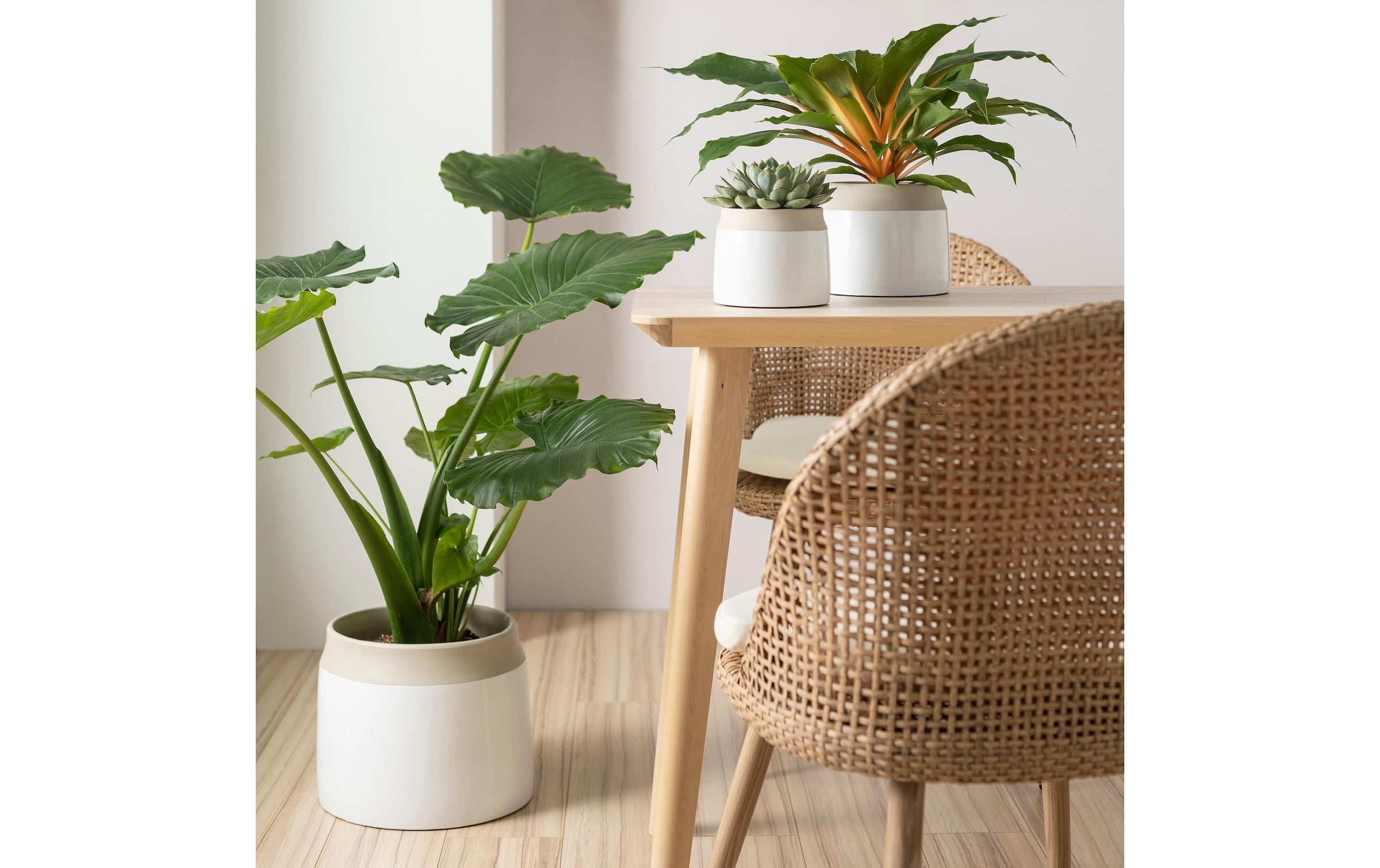 Scheurich Blumentopf »Blanco«
