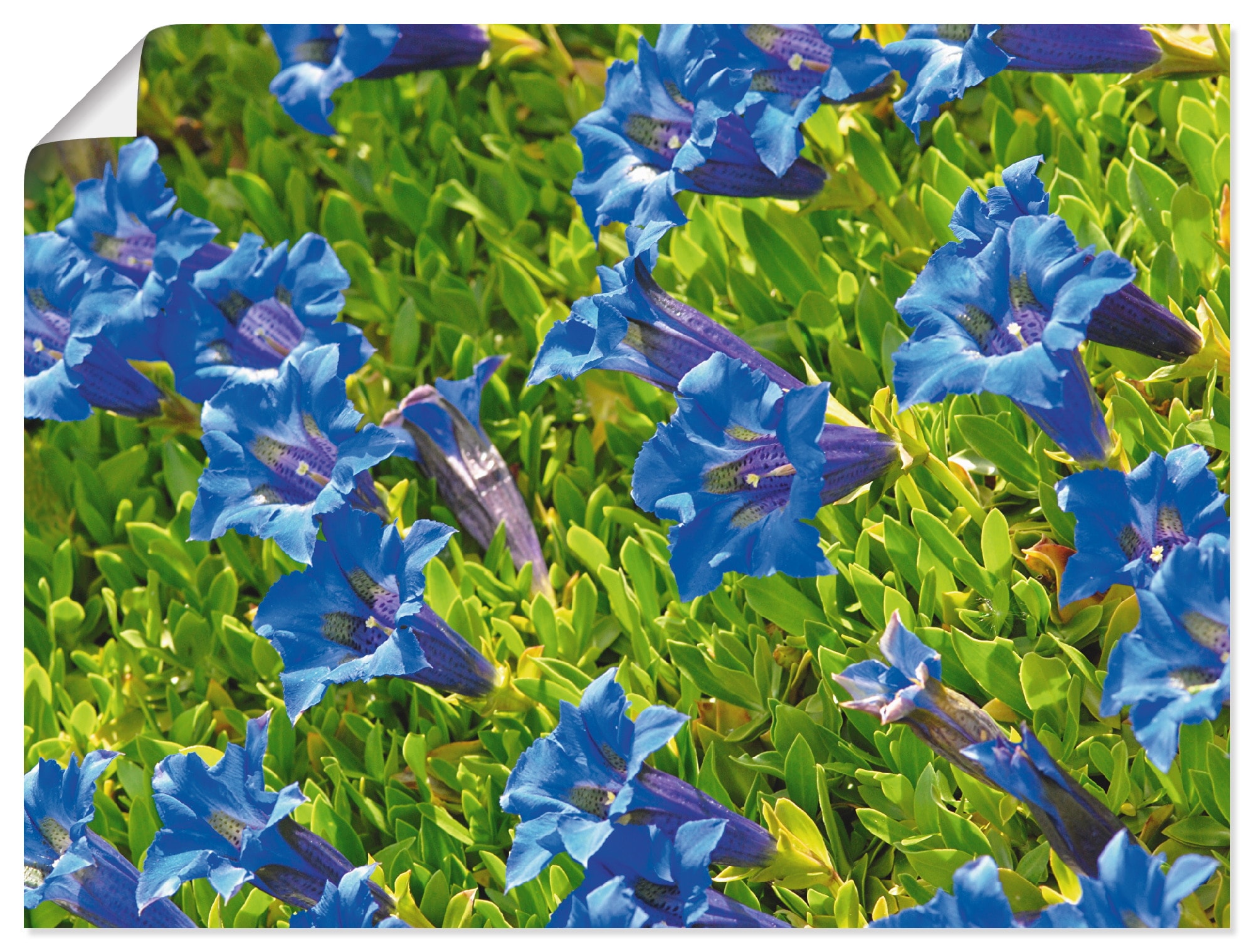 online Wandbild Blumenwiese, versch. Artland Jelmoli-Versand (1 oder Wandaufkleber Poster Grössen | St.), als »Enzian«, in shoppen Leinwandbild,