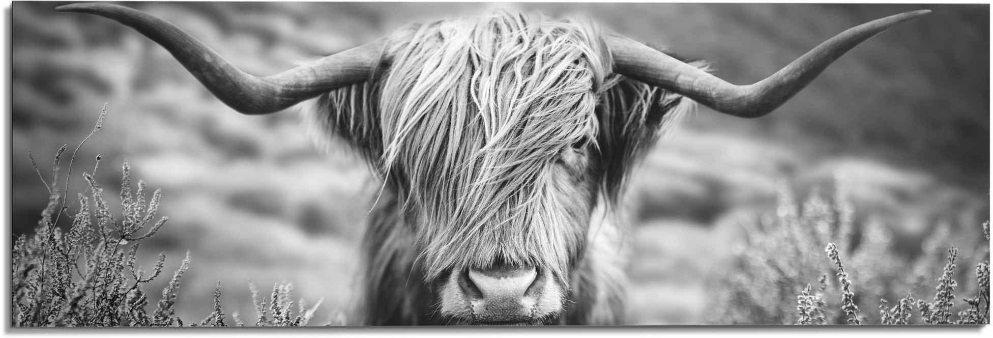 ❤ Reinders! Wandbild »Wandbild Highlander Bulle Tiermotiv - Nahaufnahme - Hochlandrind  Bild«, Kuh, (1 St.) bestellen im Jelmoli-Online Shop | Bilder