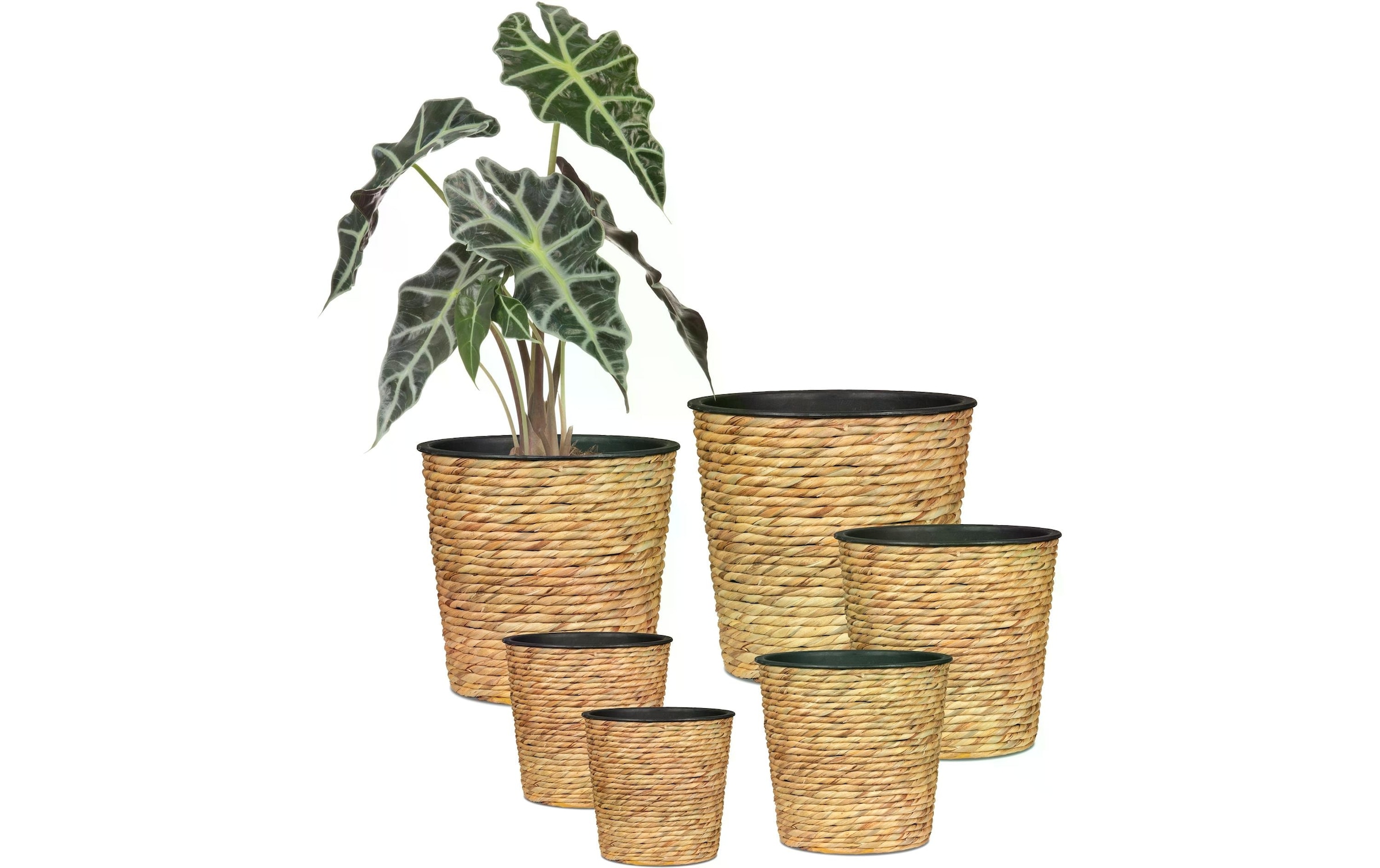 Scheurich Blumentopf »mit Plastikeinsatz 24 x 24 cm«