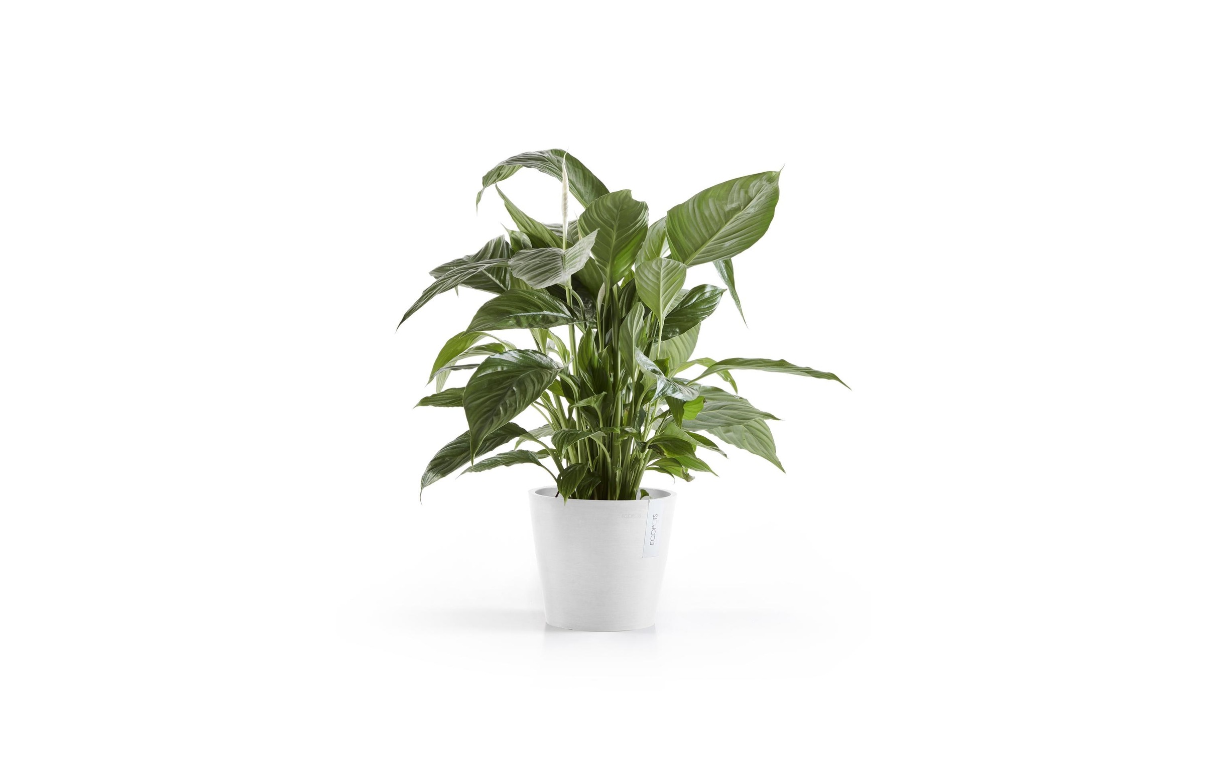 ECOPOTS Pflanzkübel »Amsterdam 20 Weiss«