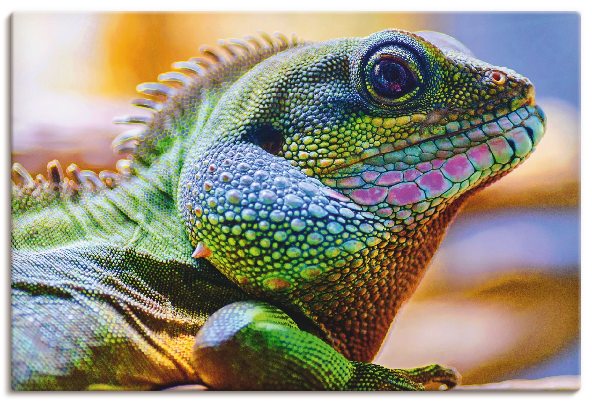 Artland Wandbild »Farbiger Kopf eines Leguan«, Reptilien, (1 St.), als  Alubild, Leinwandbild, Wandaufkleber oder Poster in versch. Grössen online  bestellen | Jelmoli-Versand