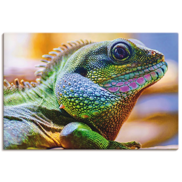 Artland Wandbild »Farbiger Kopf eines Leguan«, Reptilien, (1 St.), als  Alubild, Leinwandbild, Wandaufkleber oder Poster in versch. Grössen online  bestellen | Jelmoli-Versand