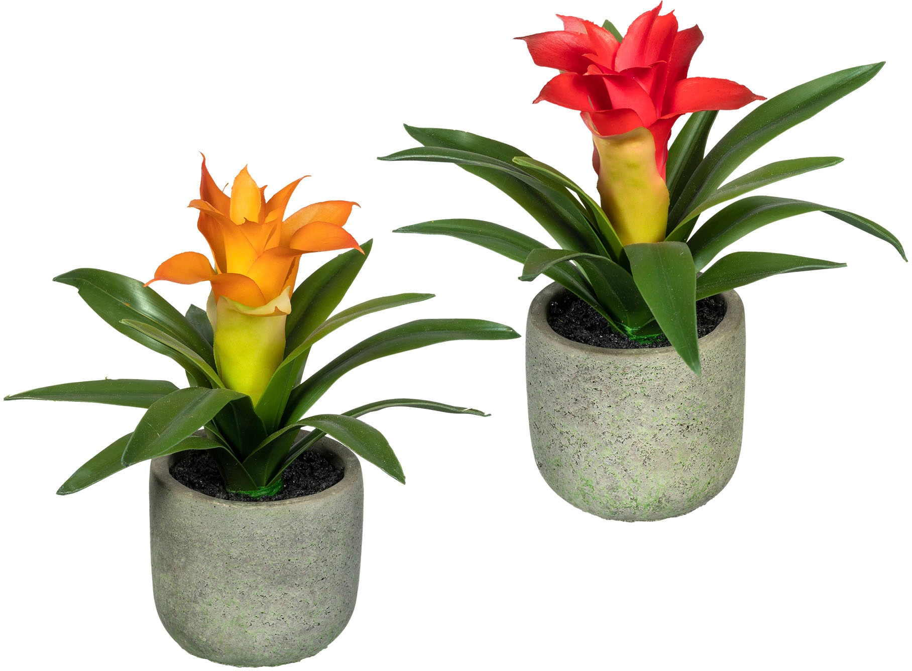 Creativ green Künstliche Zimmerpflanze »Set aus Guzmania in 2 Farben«, im  Zementtopf, 2er Set online shoppen | Jelmoli-Versand