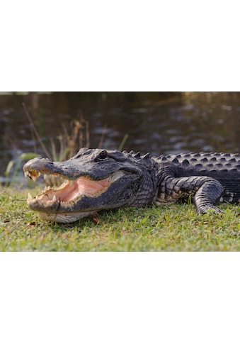 Fototapete »Krokodil«