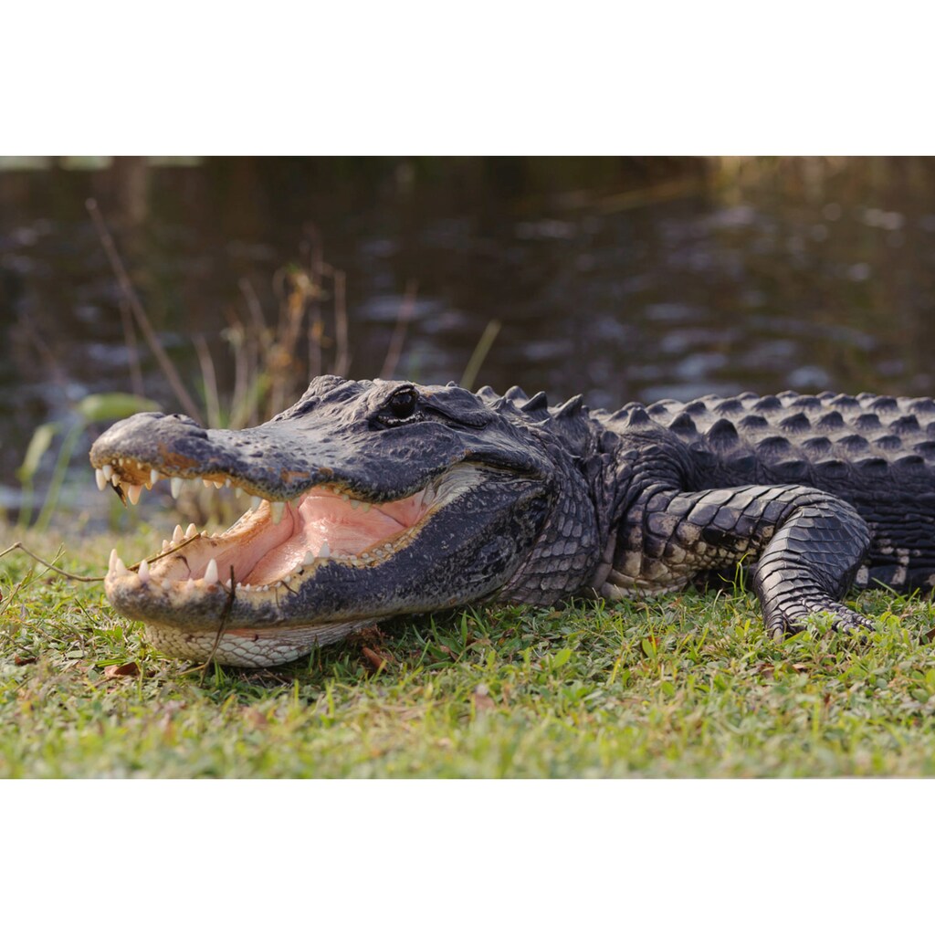 Papermoon Fototapete »Krokodil«