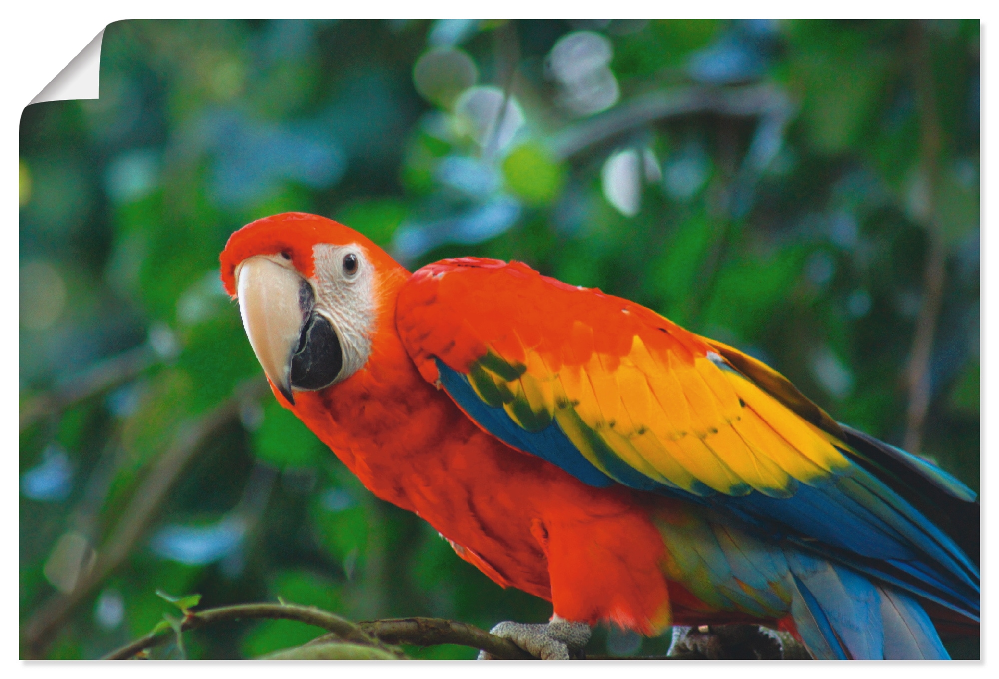 Artland Wandbild »Roter Ara«, Wandaufkleber (1 oder als Vögel, in Jelmoli-Versand kaufen | online versch. Grössen Leinwandbild, Poster Alubild, St.)