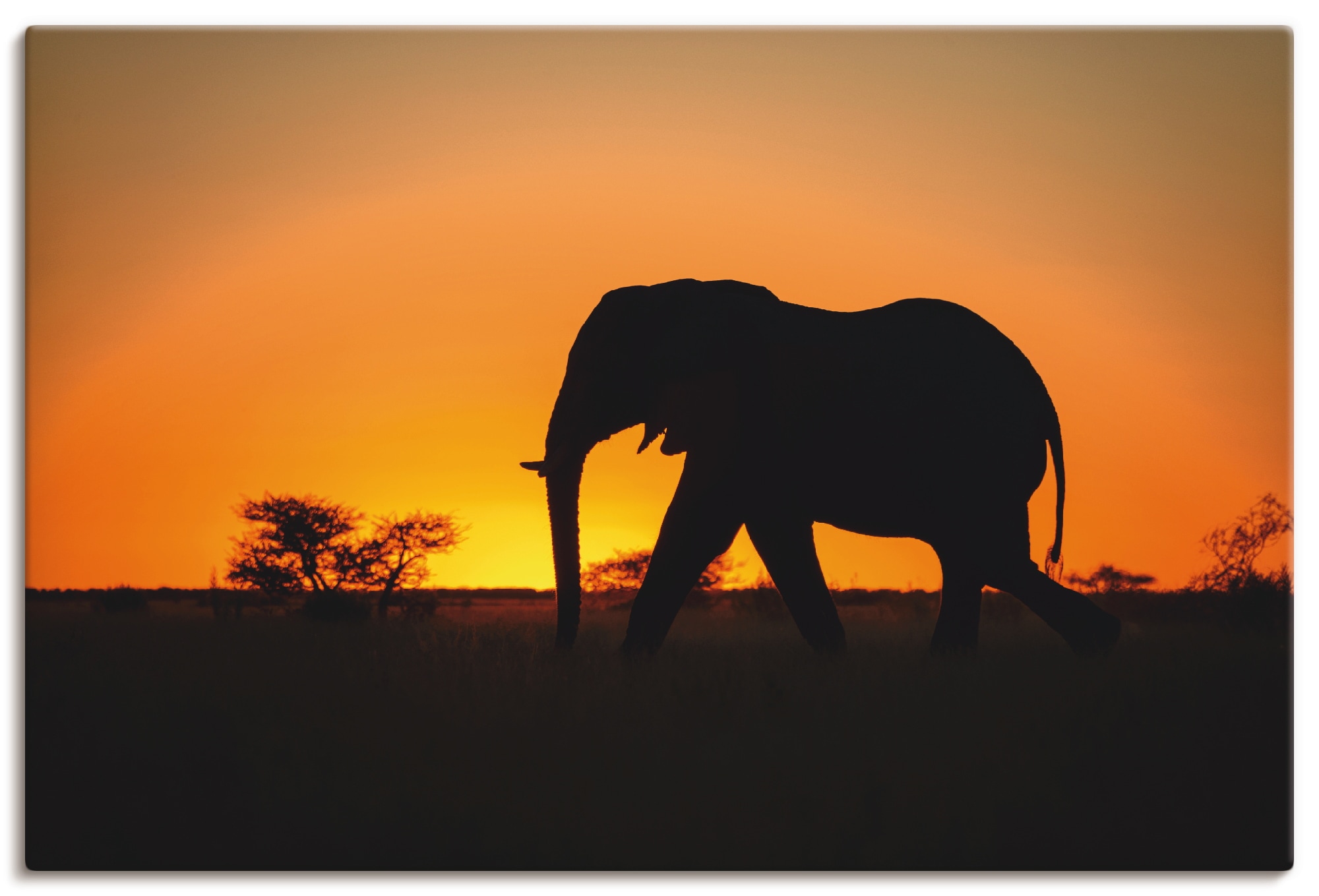 Artland Wandbild »Afrikanischer Elefant im Wandaufkleber St.), versch. kaufen in Jelmoli-Versand als Sonnenuntergang«, Leinwandbild, online (1 Alubild, Poster Grössen Wildtiere, | oder