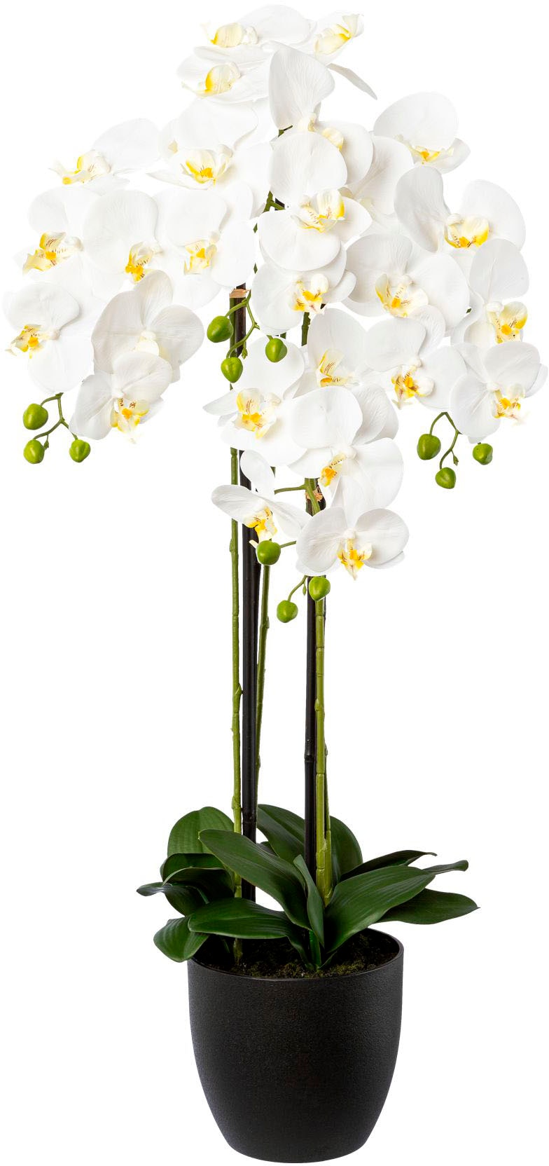 Kunstorchidee | Jelmoli-Versand Phalaenopsis kaufen im Keramiktopf« Creativ »Deko-Orchidee green online
