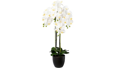 Creativ green Kunstorchidee »Deko-Orchidee Phalaenopsis im Keramiktopf«  online kaufen | Jelmoli-Versand