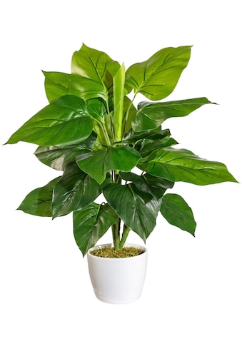 andas Künstliche Zimmerpflanze »Jarla«, (1 St.), im Keramiktopf kaufen