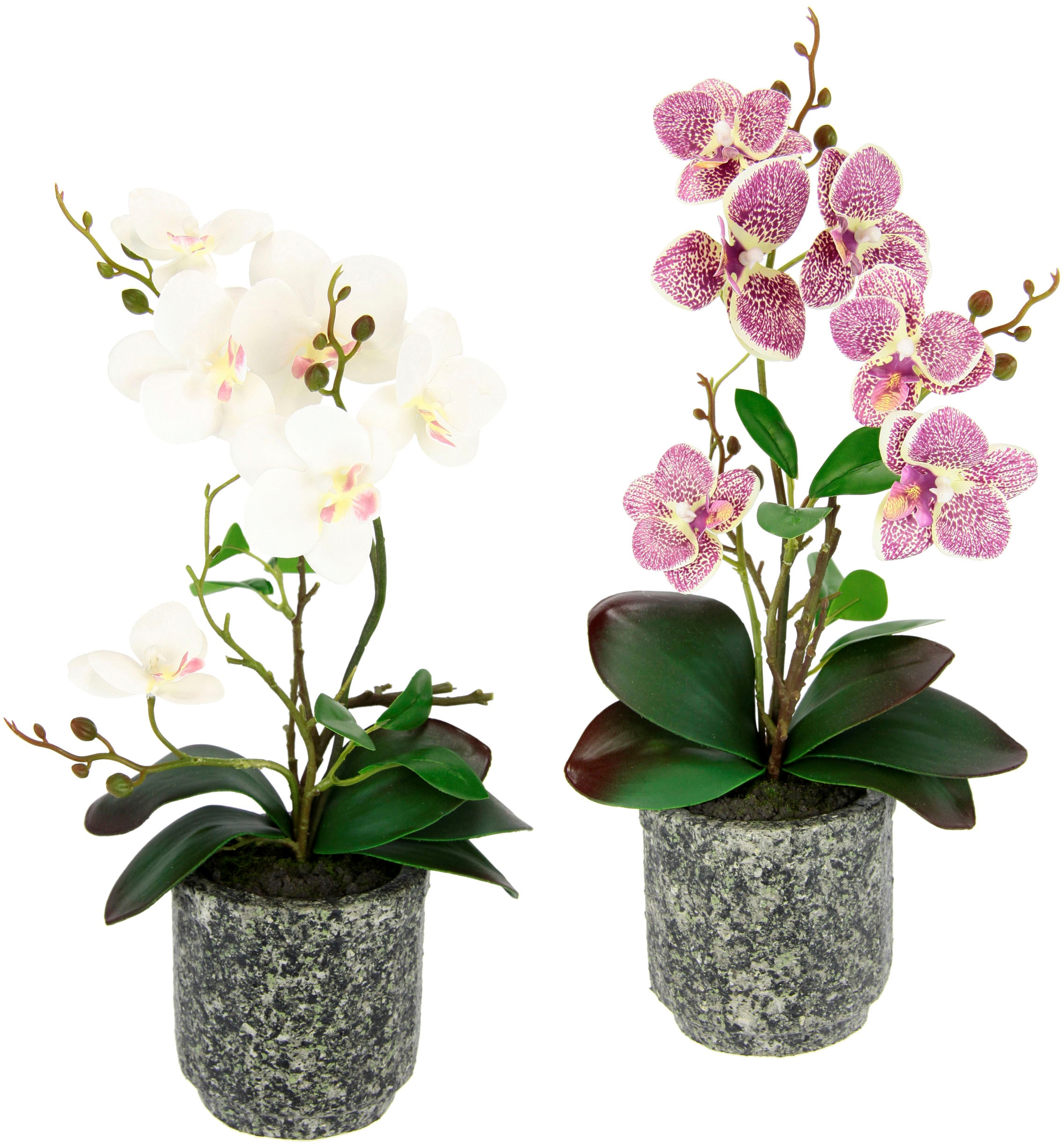 Creativ green Kunstorchidee »Phalaenopsis«, im Jelmoli-Versand kaufen online Zementtopf 