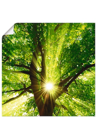Artland Wandbild »Sonne strahlt explosiv durch den Baum«, Bäume, (1 St.), in vielen... kaufen