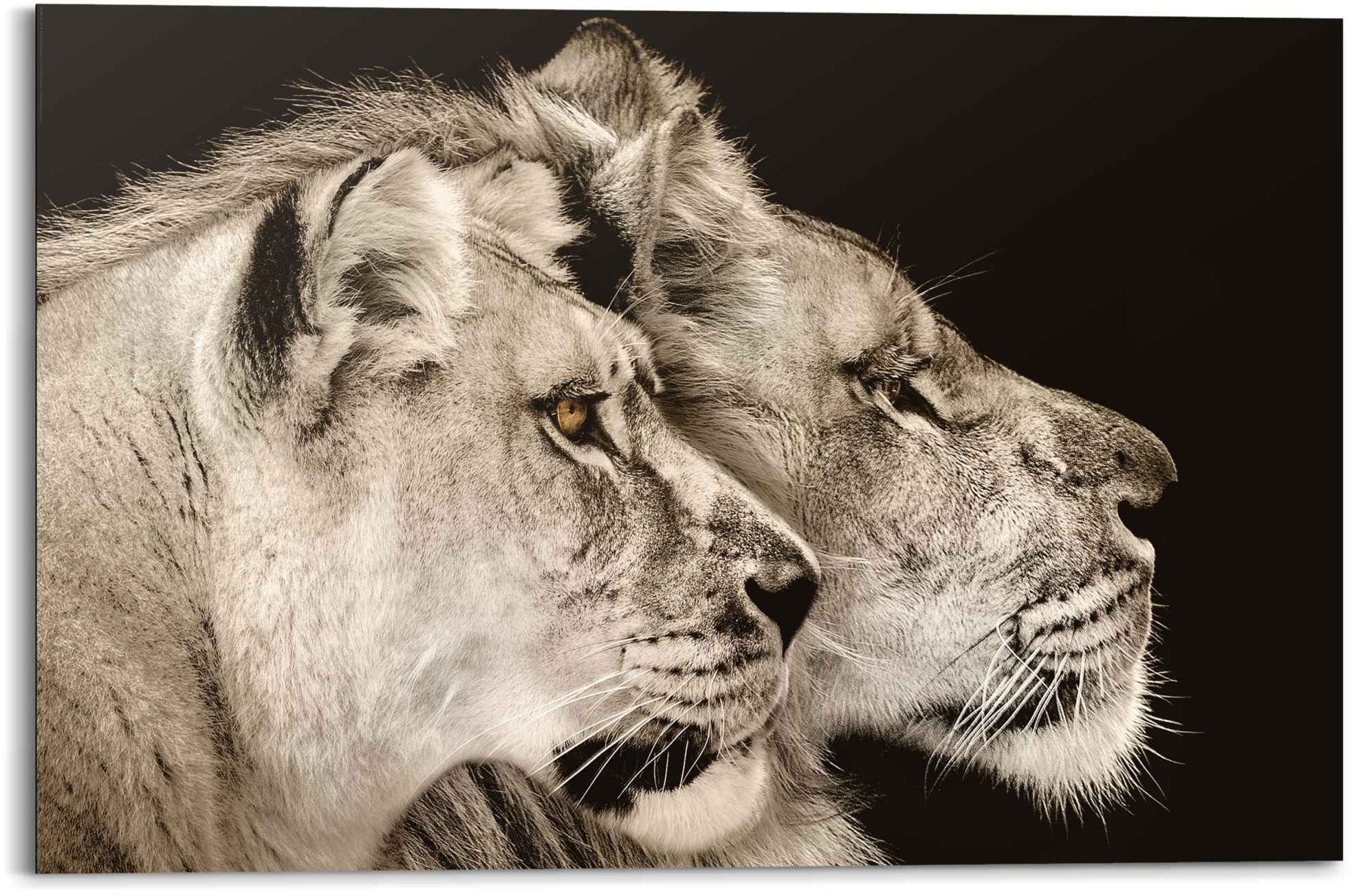 Reinders! Wandbild »Wandbild Löwe und Löwin Raubtier - Löwenkopf -  Seitenporträt«, Löwen, (1 St.) kaufen im Jelmoli-Online Shop