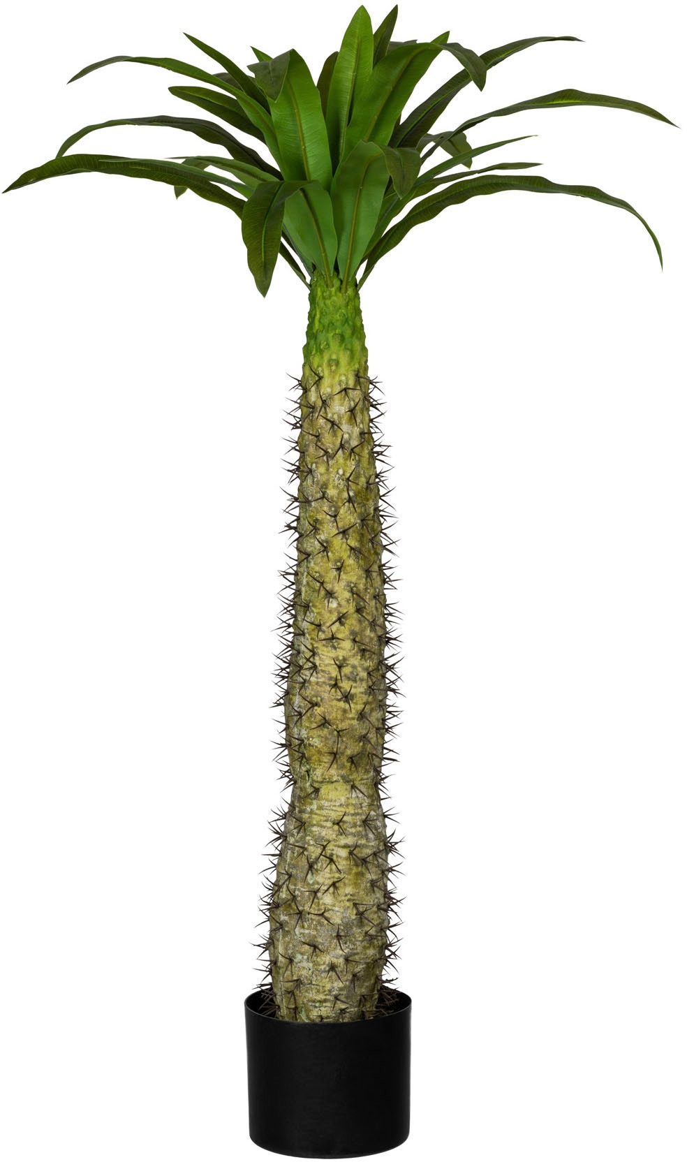 Creativ green Künstliche Zimmerpflanze »Madagaskarpalme Pachypodium« online  shoppen | Jelmoli-Versand