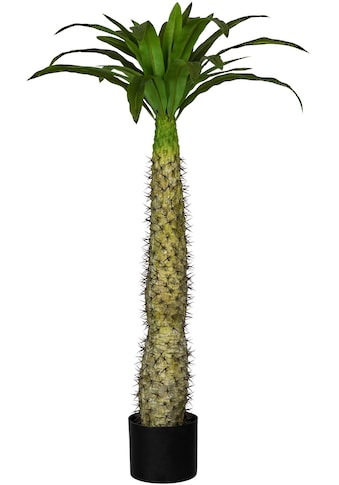 Künstliche Zimmerpflanze »Madagaskarpalme Pachypodium«