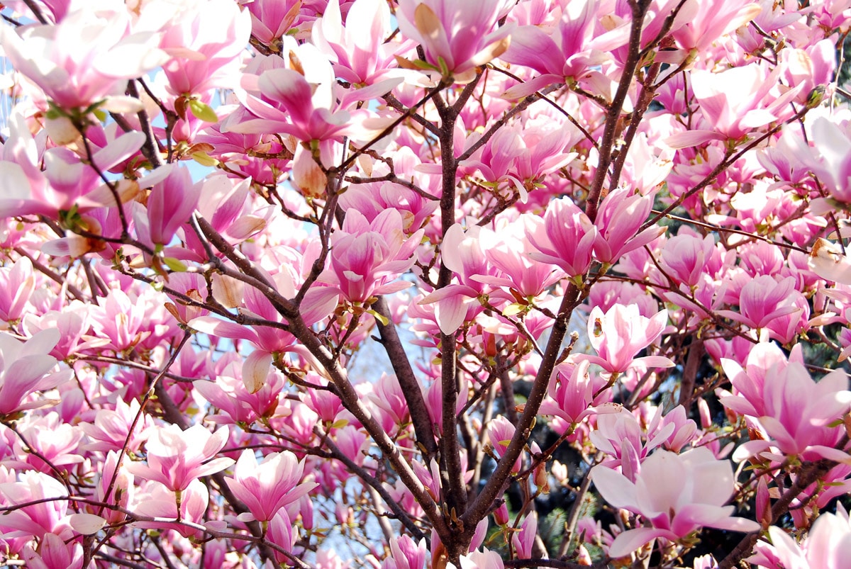 Papermoon Fototapete "Blühende Magnolie"