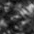 grau