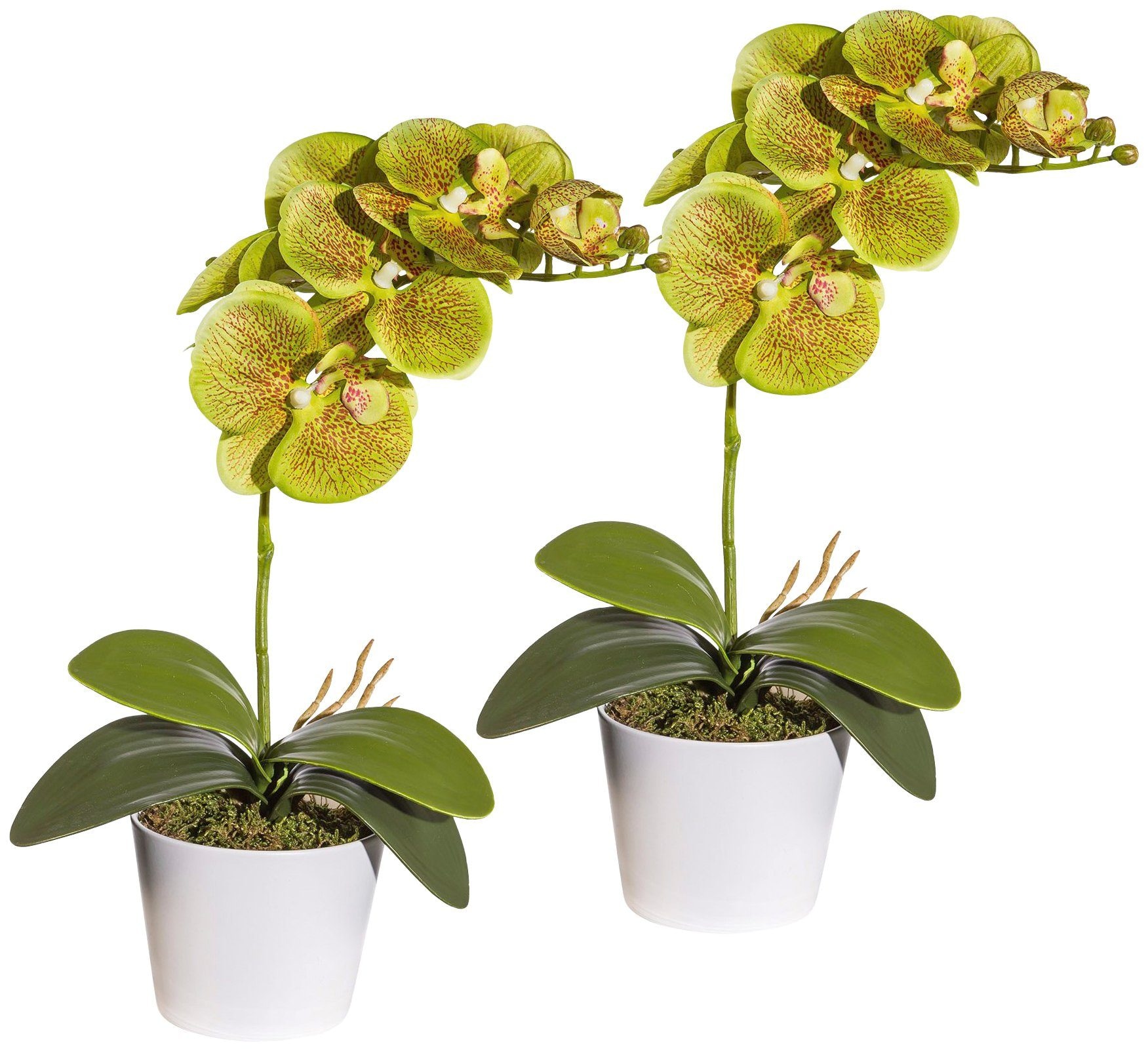 »Orchidee Keramiktopf | online Creativ shoppen Kunstpflanze green Jelmoli-Versand Phalaenopsis«, im