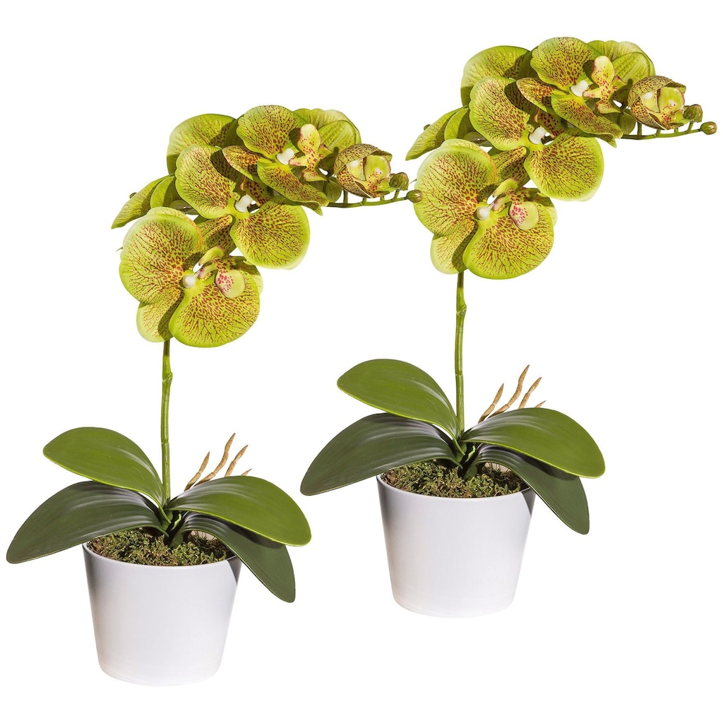 Creativ green Kunstpflanze »Orchidee Phalaenopsis«