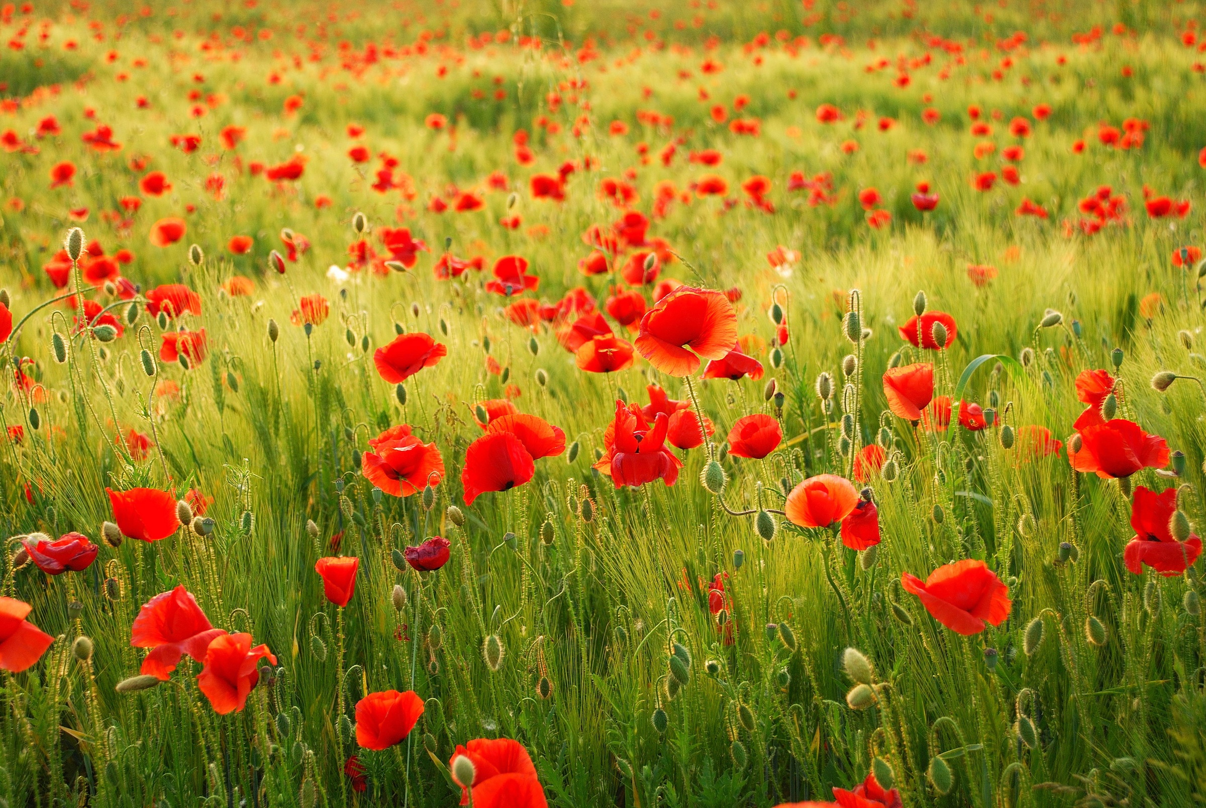 Papermoon Fototapete »Field of Poppies«
