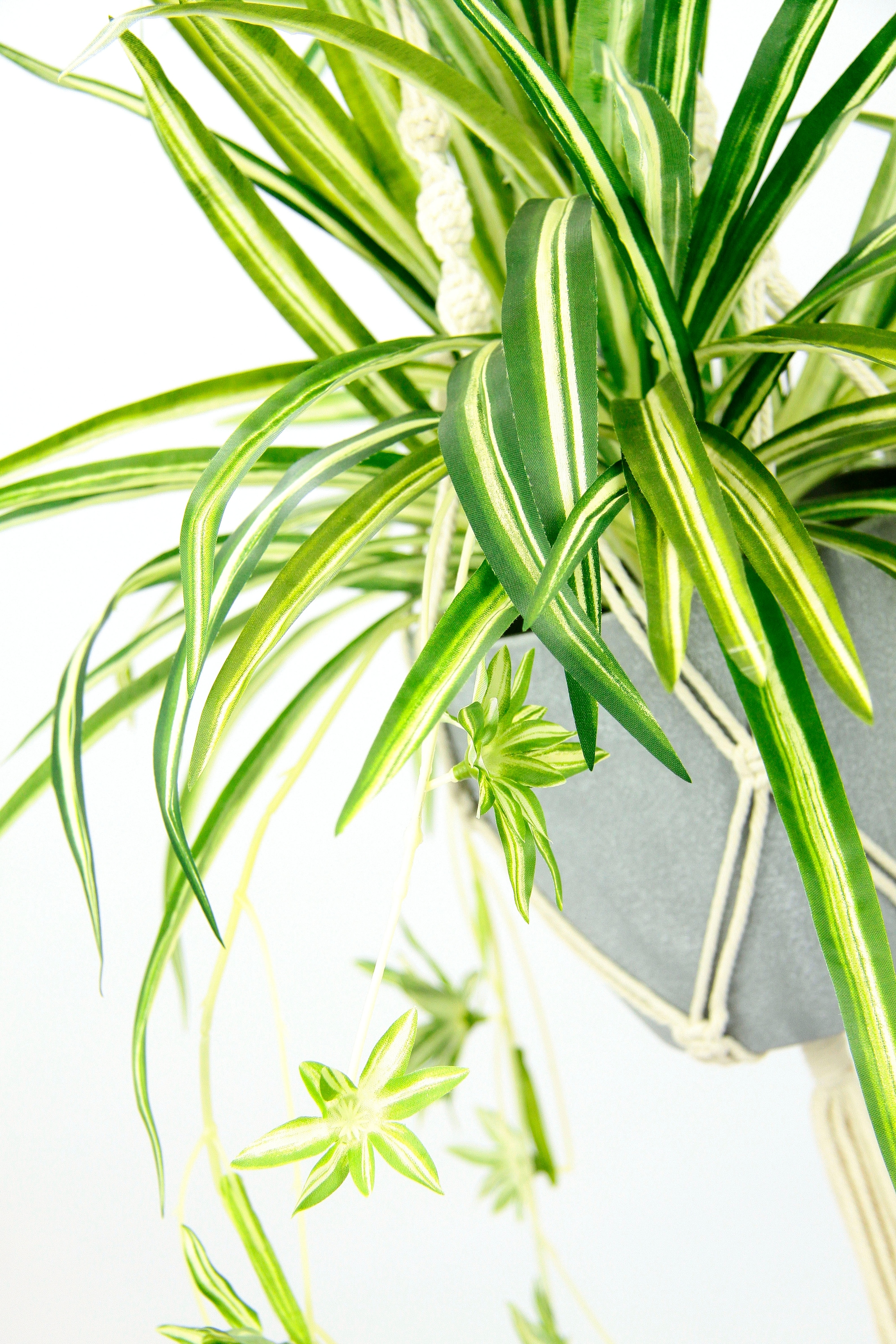 mit Zimmerpflanze Künstliche I.GE.A. online Kunststofftopf, Hängeampel | kaufen »Wasserlilie«, im Jelmoli-Versand