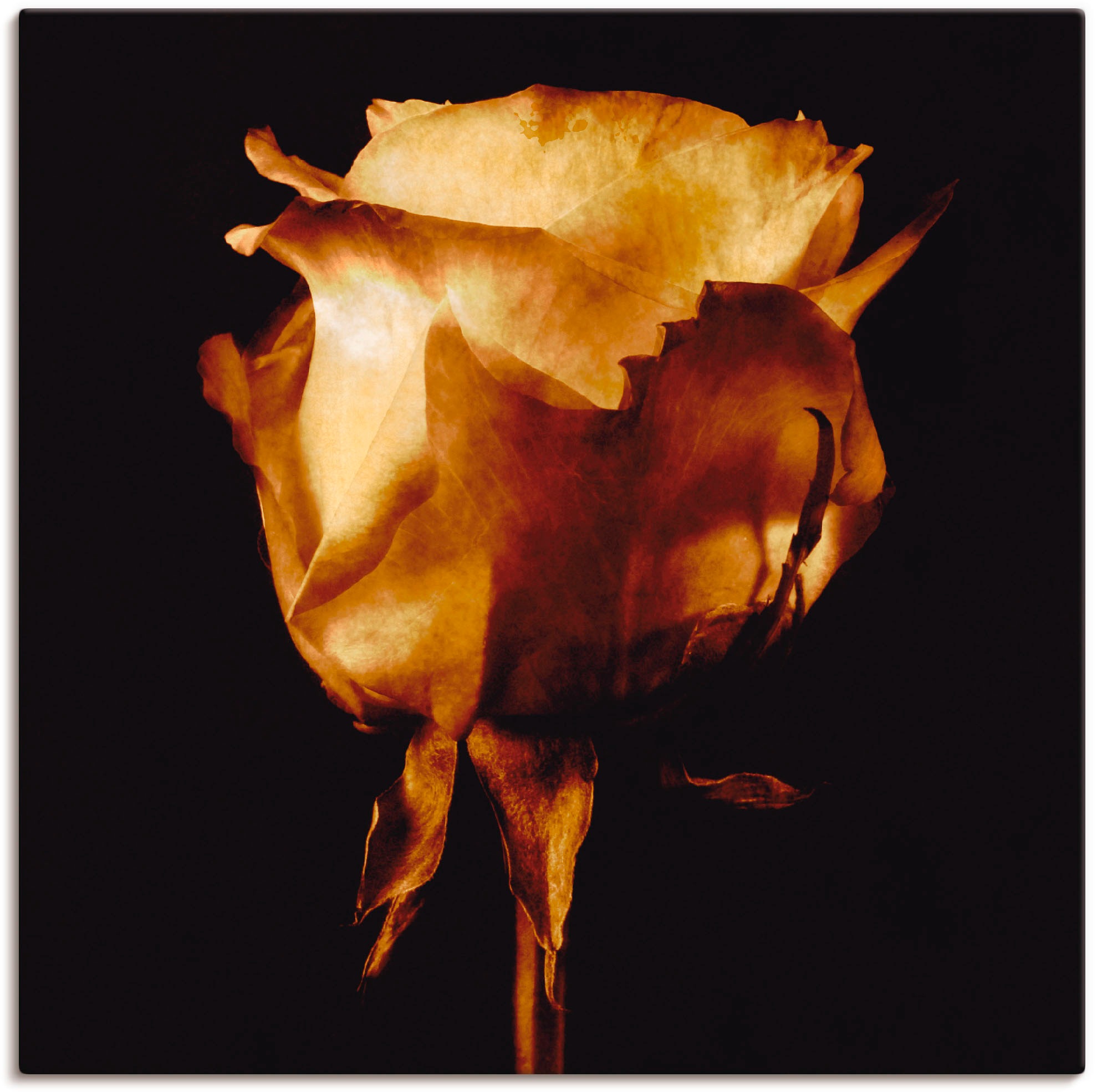 Artland Wandbild »Vergoldete Rose«, Blumen, (1 St.), als Leinwandbild, Poster in verschied. Grössen