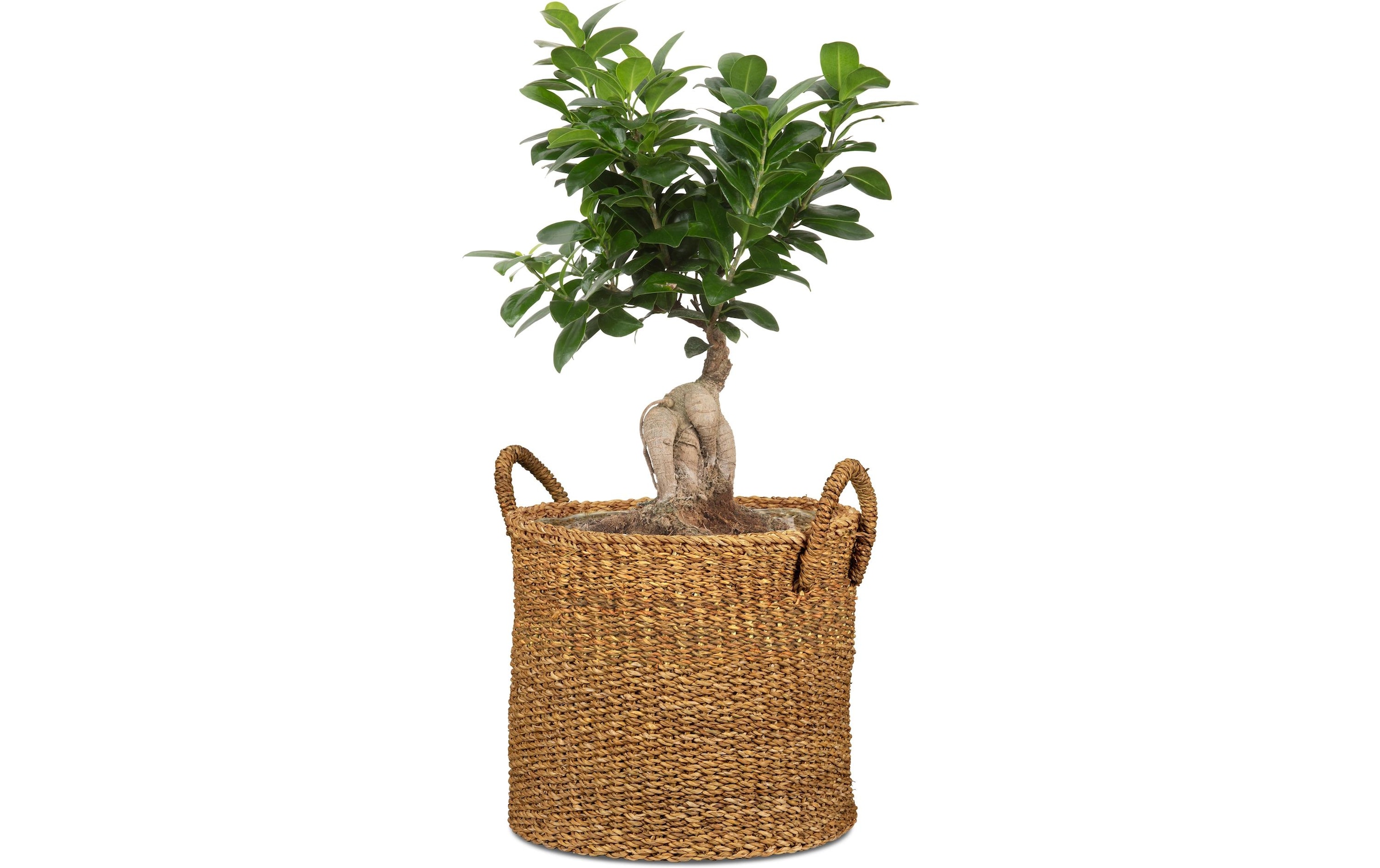 Scheurich Blumentopf »mit Griffen 28 x 24 cm«