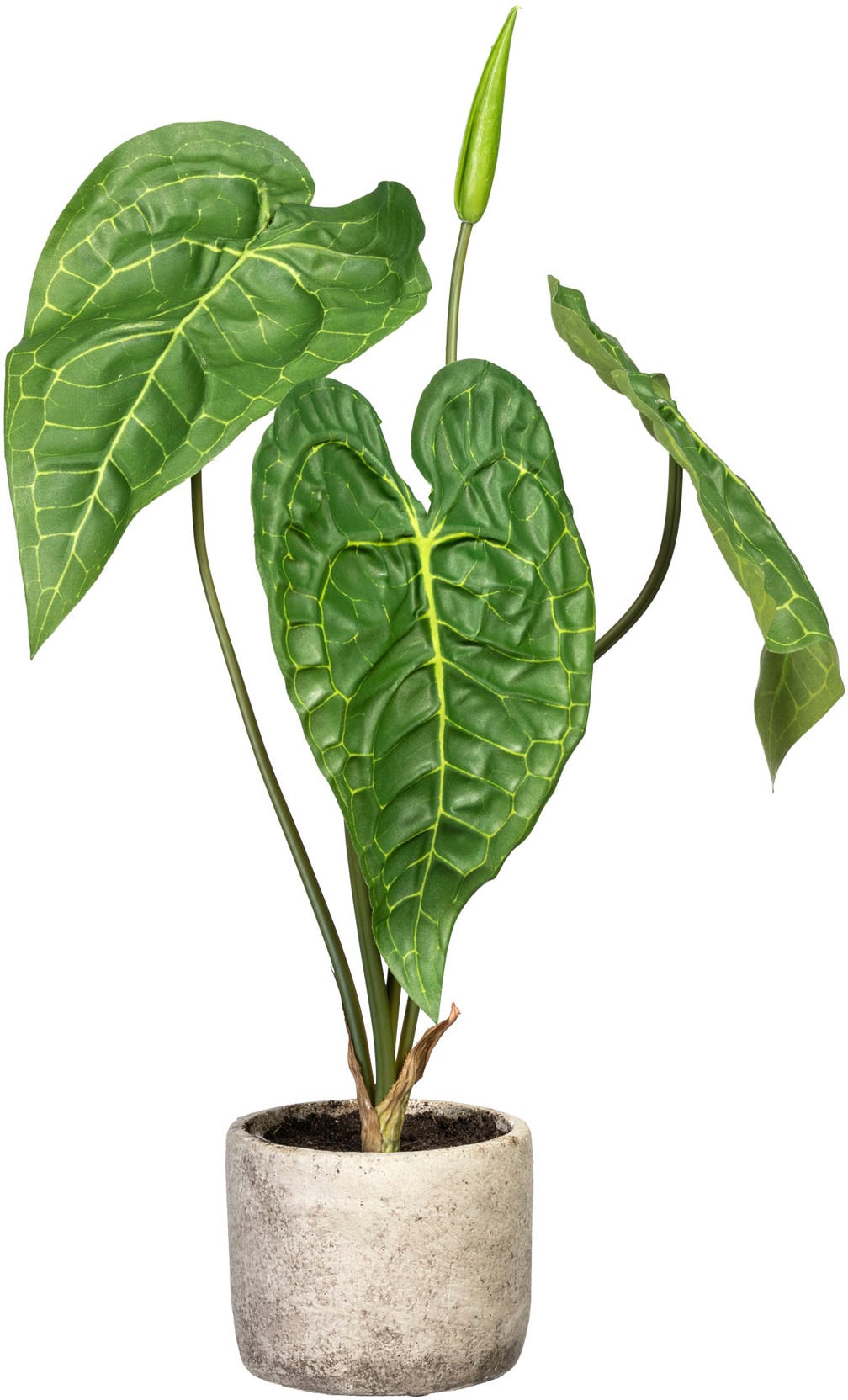 Creativ green Künstliche Zimmerpflanze »Anthurie«, im Zementtopf online  shoppen | Jelmoli-Versand