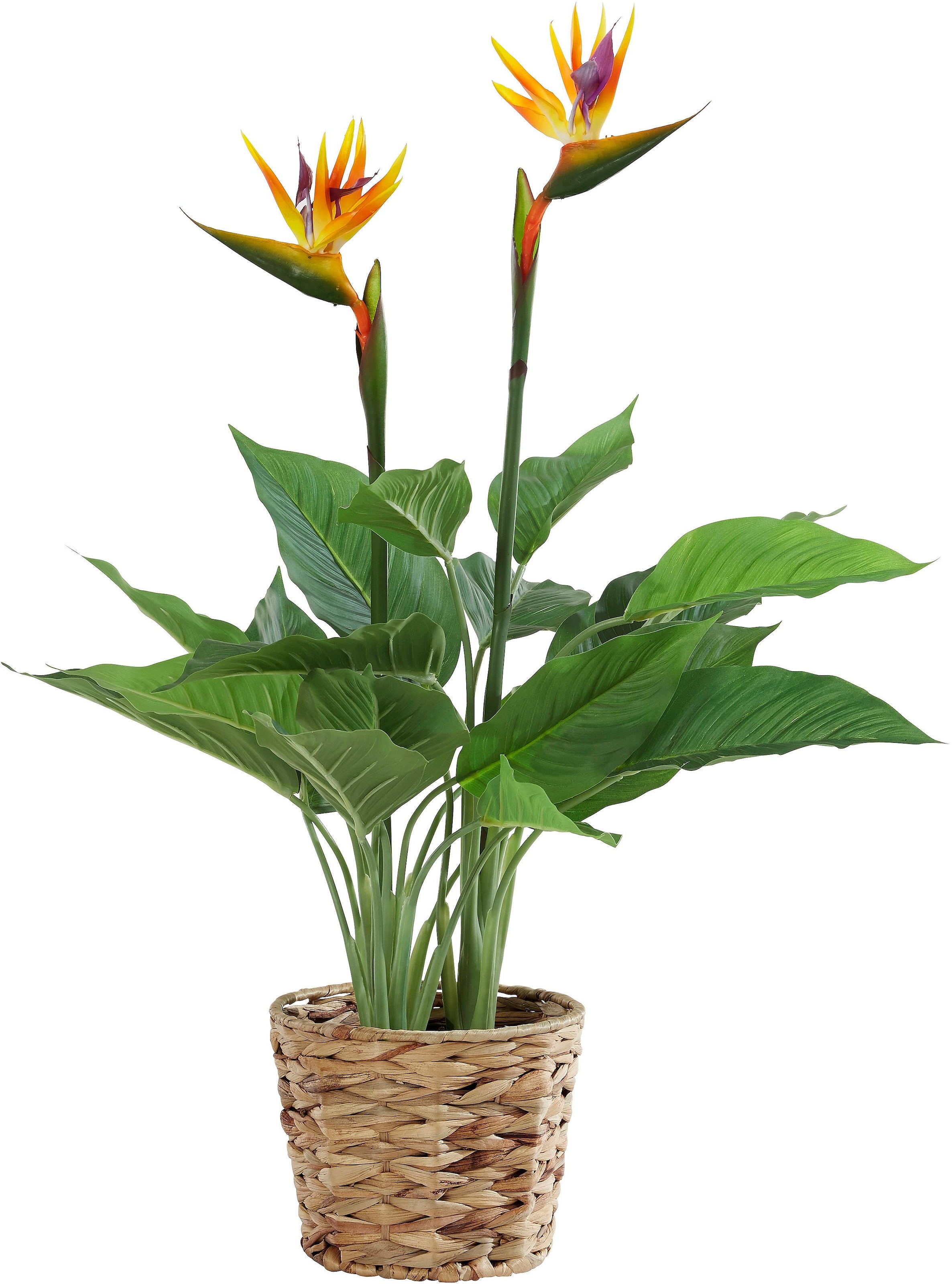 I.GE.A. Kunstpflanze »Strelitzienpflanze in Wasserhyazinthentopf« online  kaufen | Jelmoli-Versand