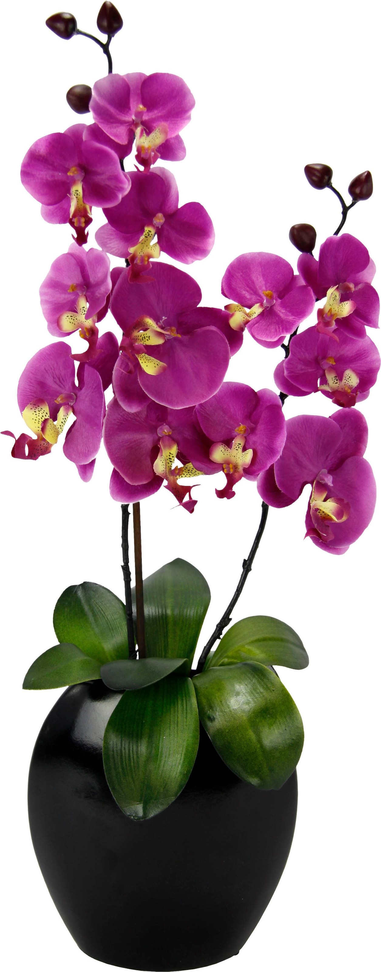 Creativ green Kunstorchidee »Phalaenopsis«, im online | Jelmoli-Versand Zementtopf kaufen