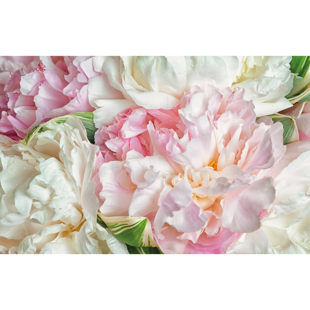 Papermoon Fototapete »Blooming Peonies«
