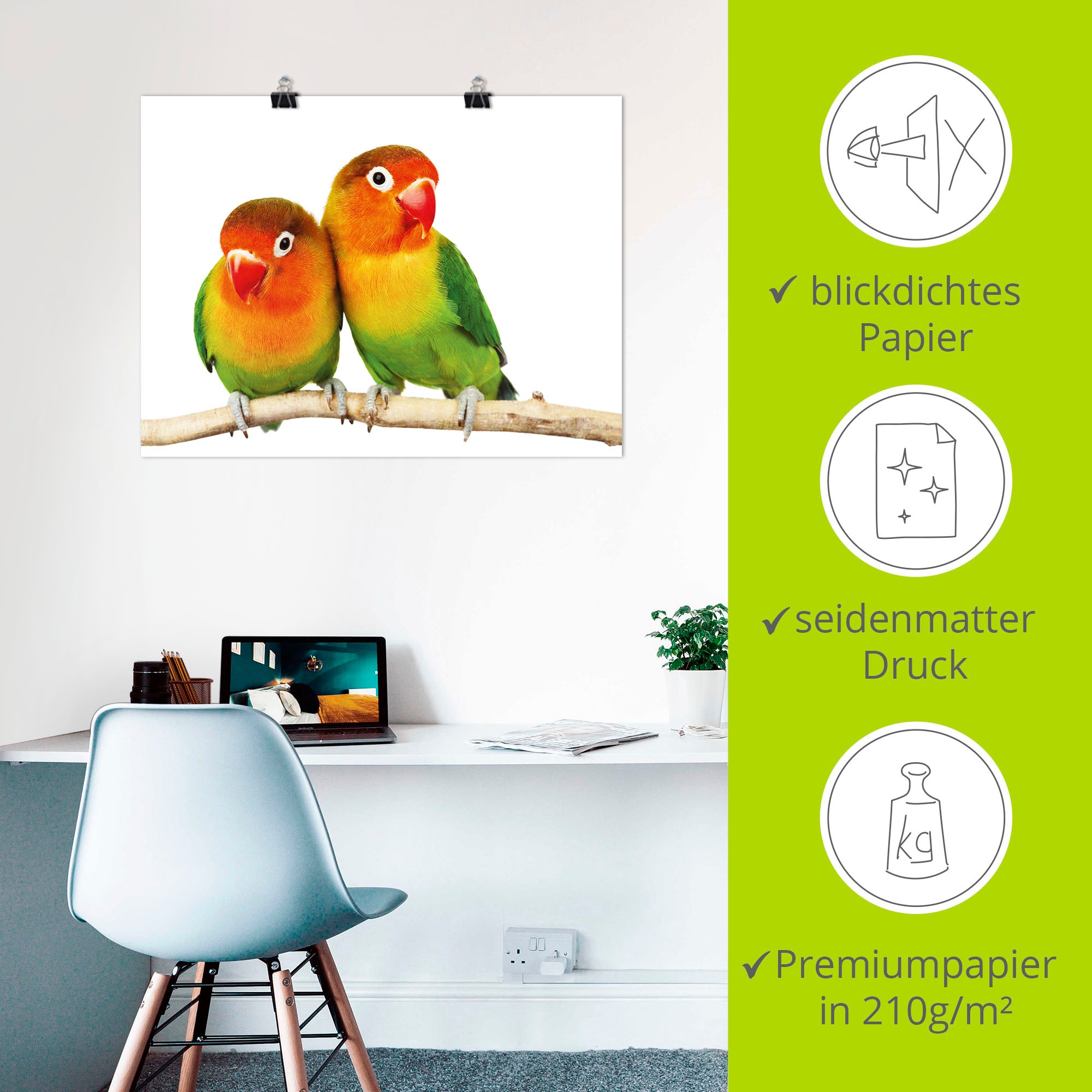 Artland Wandbild »Paar von Grauköpfchen - Papageien«, Vögel, (1 St.), als Leinwandbild, Poster, Wandaufkleber in verschied. Grössen