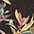 Black Tropical Flower