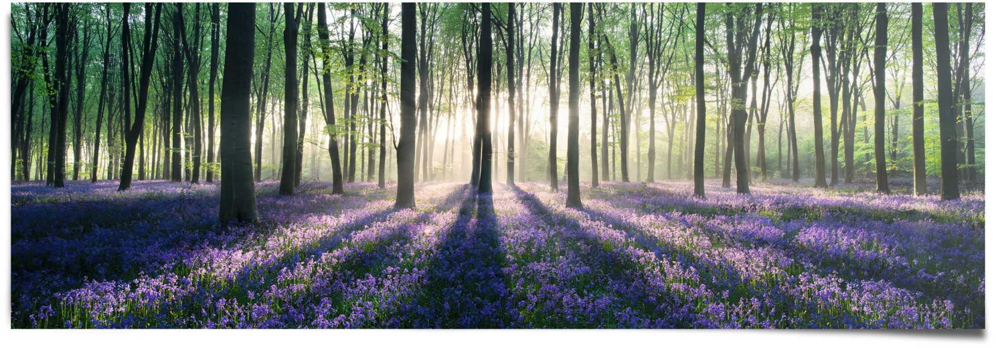 Reinders! Poster »Glockenblumen im Wald«, (1 St.)