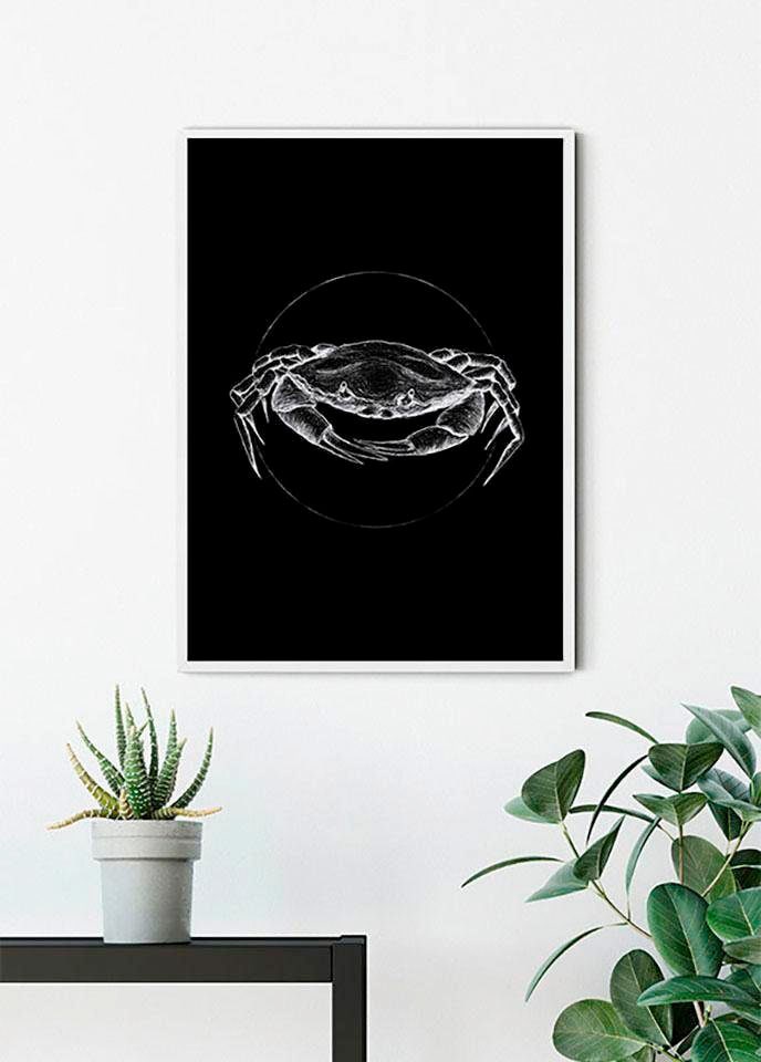 im Poster Wohnzimmer Kinderzimmer, (1 »Crab Komar Jelmoli-Online Black«, Tiere, ❤ entdecken Schlafzimmer, St.), Shop