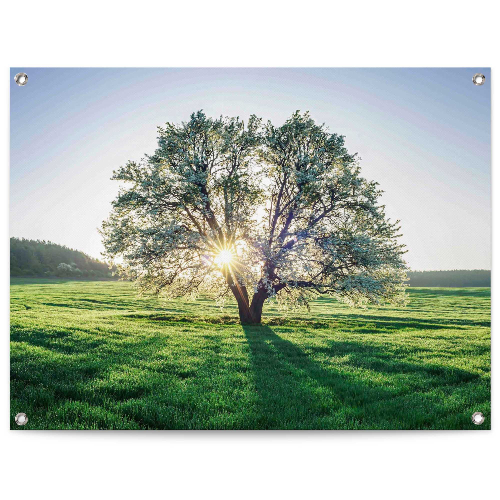 Reinders! Poster »Baum in der Morgensonne«, Outdoor für Garten oder Balkon  online bestellen | Jelmoli-Versand
