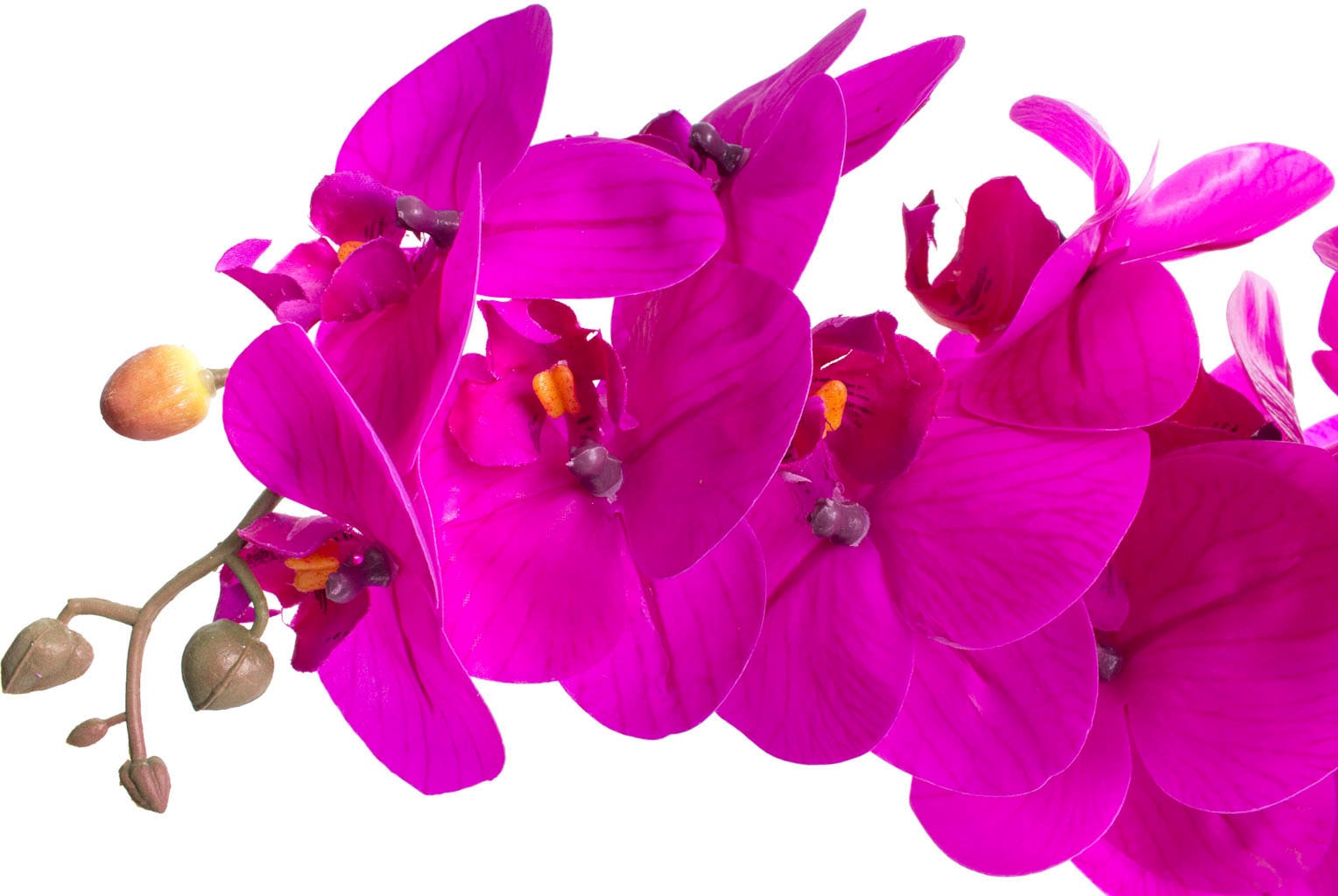 Botanic-Haus Kunstorchidee »Orchidee shoppen | Bora« online Jelmoli-Versand