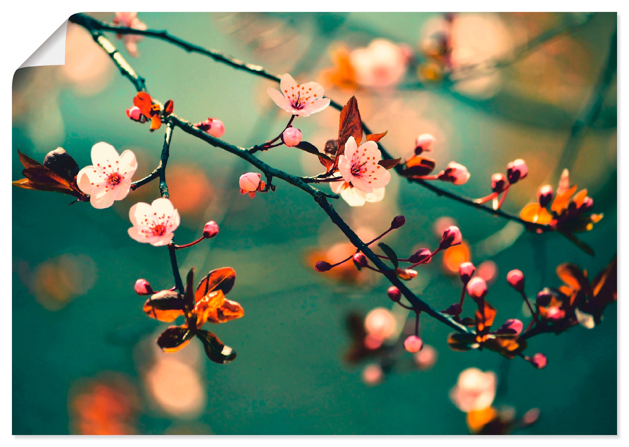 Blumen, in Grössen (1 Leinwandbild, St.), Wandbild Poster Artland online Jelmoli-Versand als Wandaufkleber Sakura | bestellen versch. »Japanische Alubild, Blumen«, Kirsch oder