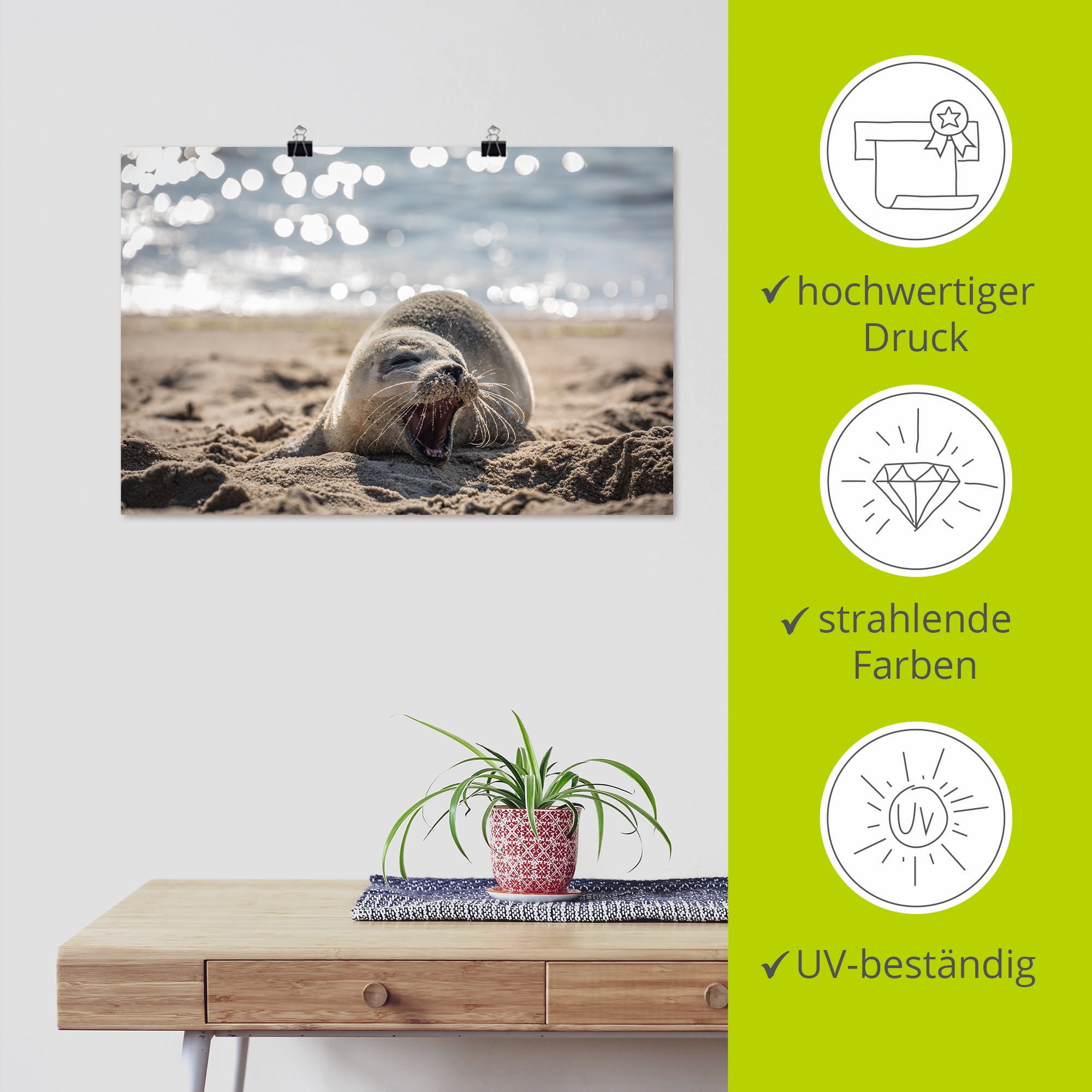 Artland Wandbild »Baby-Robbe am Strand von List, Sylt«, Robben, (1 St.), als Poster, Wandaufkleber in verschied. Grössen