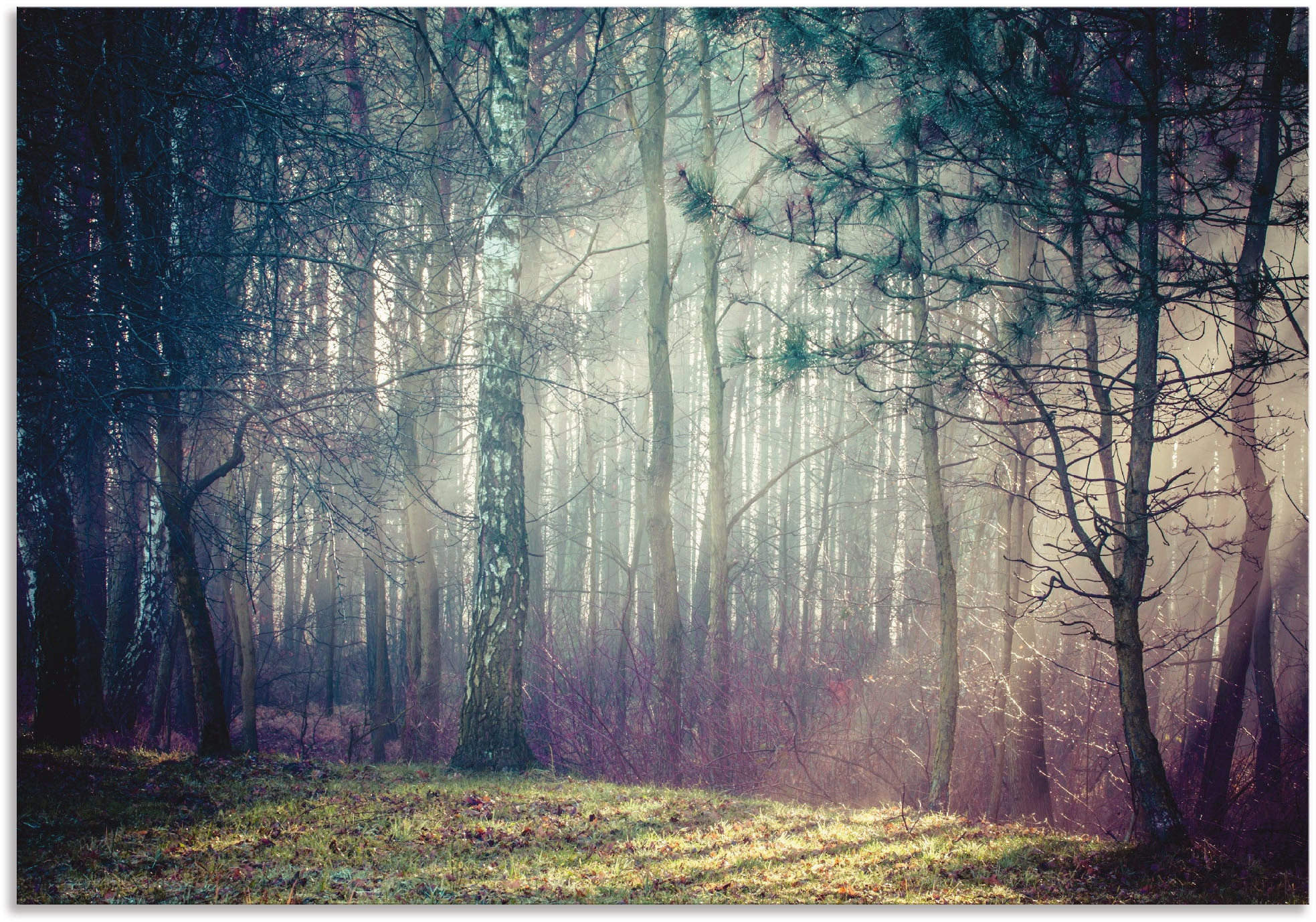 Artland Wandbild »Sonnenstrahlen im Wald«, Alubild, in als versch. St.), Wandaufkleber oder | Grössen Jelmoli-Versand (1 Poster Leinwandbild, Waldbilder, kaufen online