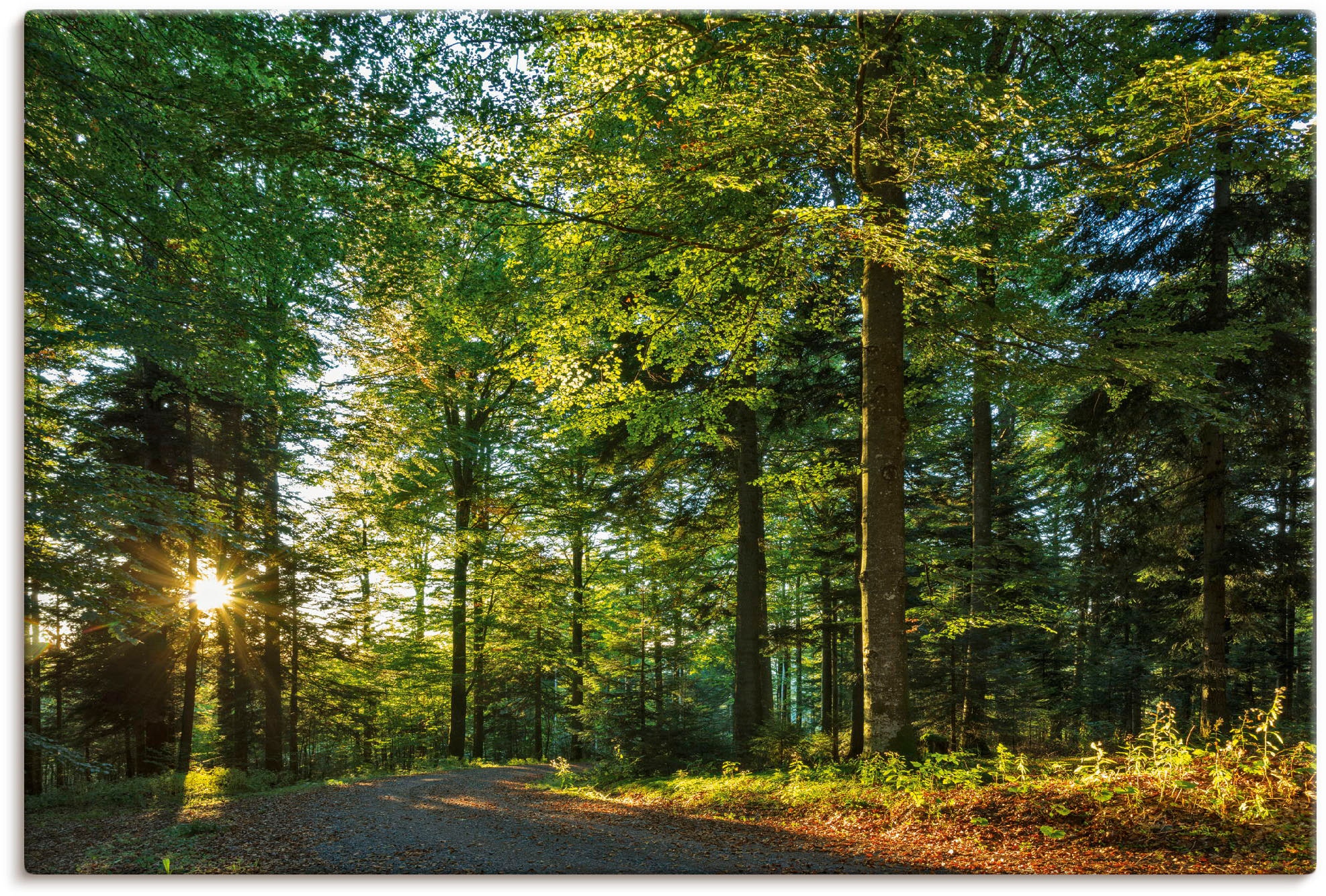 (1 Schwarzwald«, »Waldweg | oder Wandbild Alubild, kaufen Grössen Waldbilder, Jelmoli-Versand Leinwandbild, Romantischen St.), in Artland online versch. Poster im als Wandaufkleber