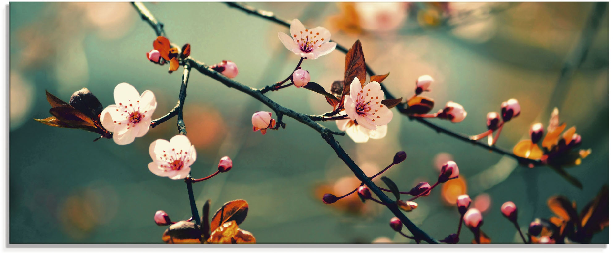 Artland Glasbild "Japanische Kirsch Sakura Blumen" Blumen 1 Stk. tlg. in verschiedenen Grössen