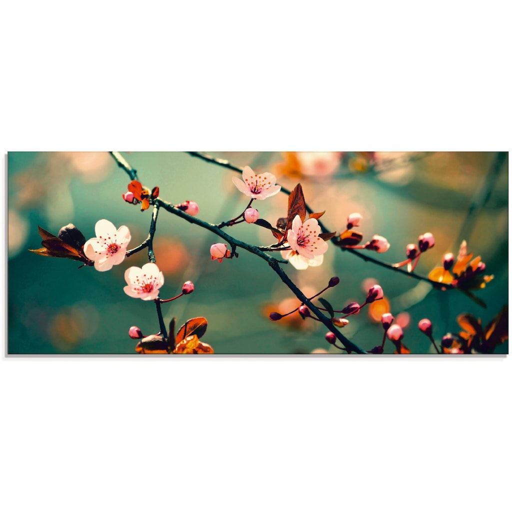 Artland Glasbild »Japanische Kirsch Sakura Blumen«, Blumen, (1 St.), in verschiedenen Grössen